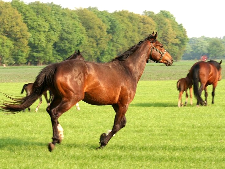What Does G1 G2 And G3 Mean In Horse Racing Winners Wire