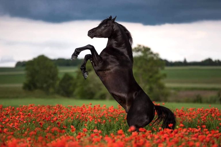 How to Feed Oreo in Horse Valley Winners Wire