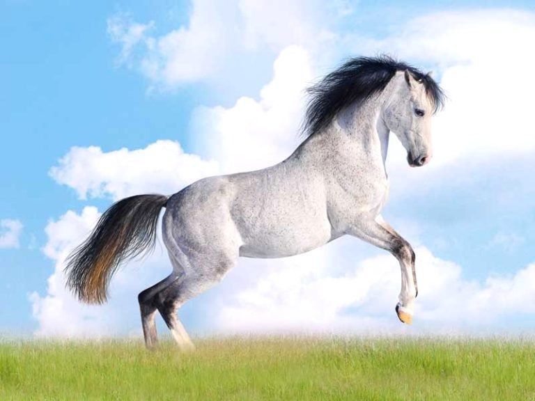 What is a Male Horse Called With No Balls? Winners Wire