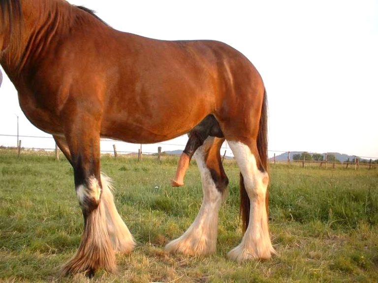 How to Read Horse Racing A Comprehensive Guide Winners Wire