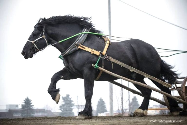 Signs of Vitamin E Deficiency in Horses Winners Wire